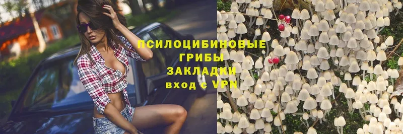 магазин    Калтан  Псилоцибиновые грибы Magic Shrooms 